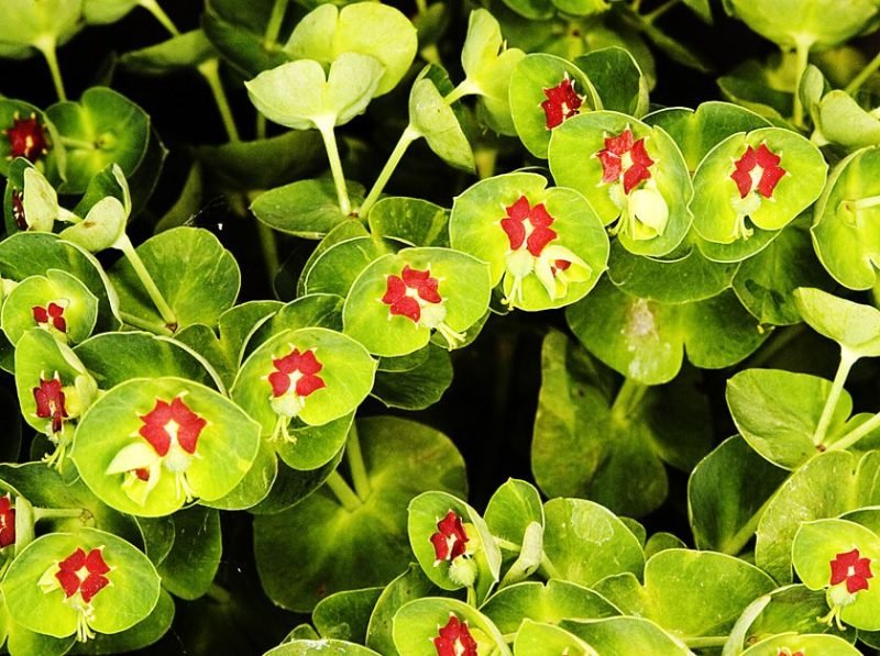 Martin's spurge (Euphorbia × martini)