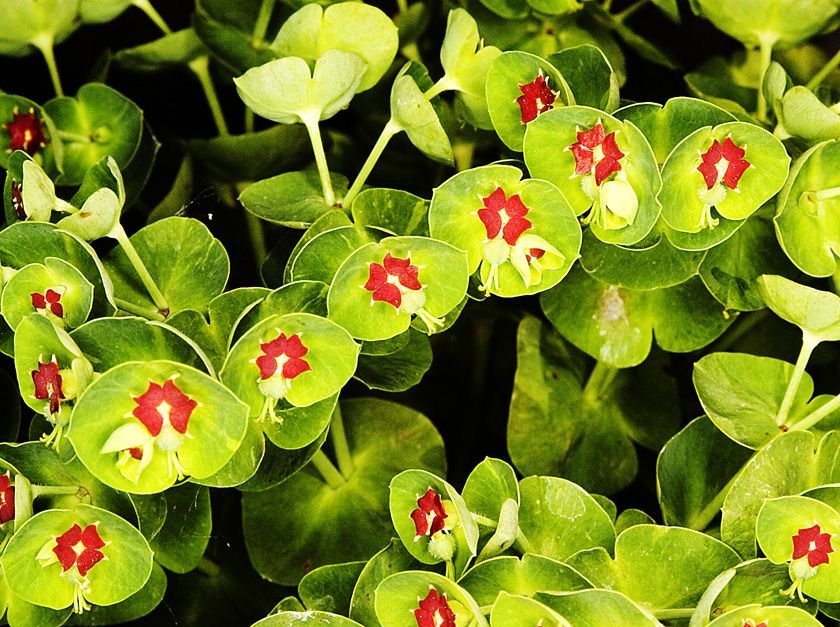 Martin's spurge (Euphorbia × martini)