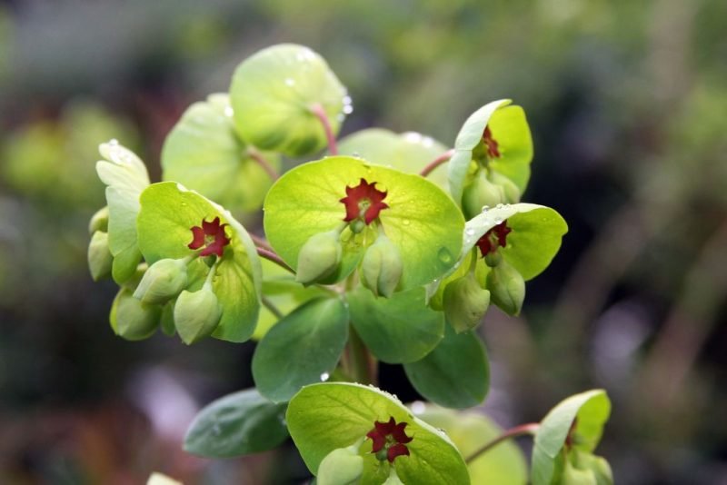 How to plant Martin's spurge (Euphorbia × martini)_1