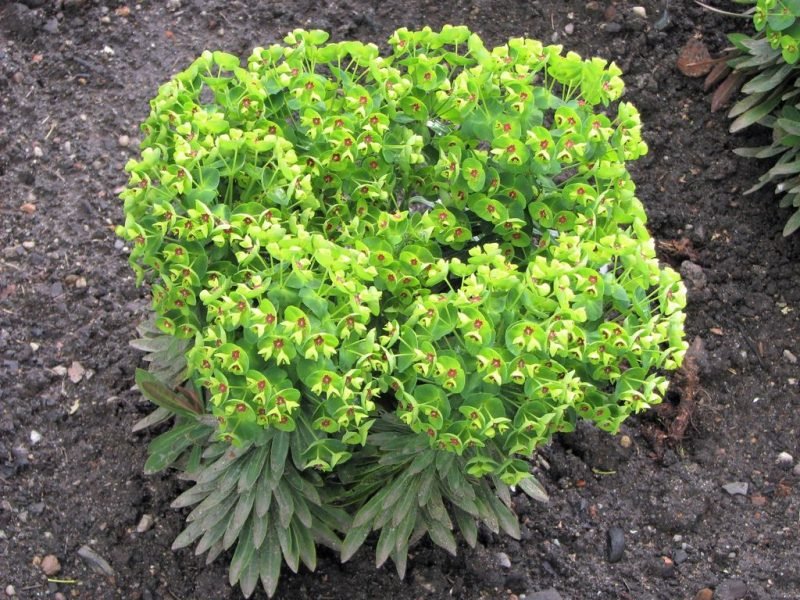 Where to plant Martin's spurge (Euphorbia × martini)_2
