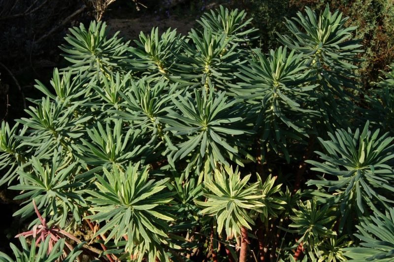 Mediterranean spurge (Euphorbia characias)