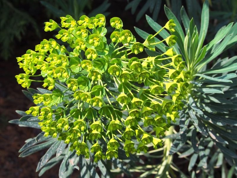 Mediterranean spurge (Euphorbia characias subsp. wulfenii)