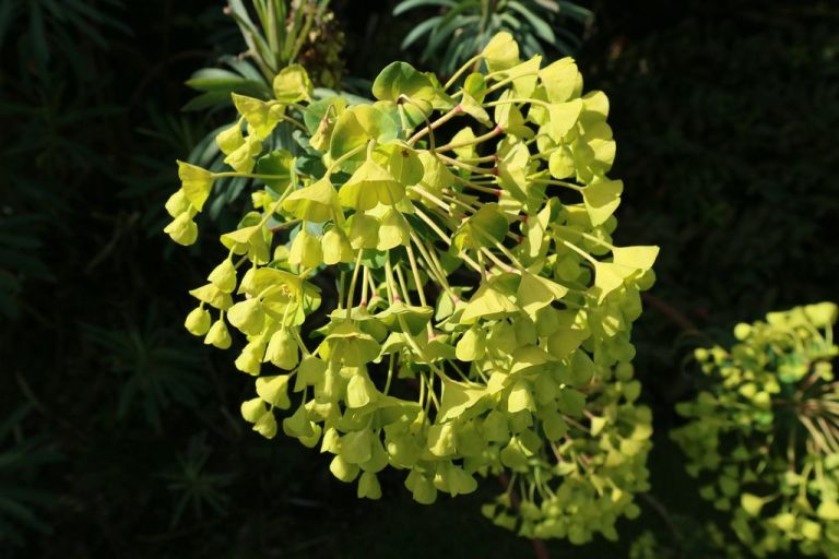 10+ Mediterranean Spurge Seeds (Euphorbia Characias) – Unique Perennial Flower For Full Sun