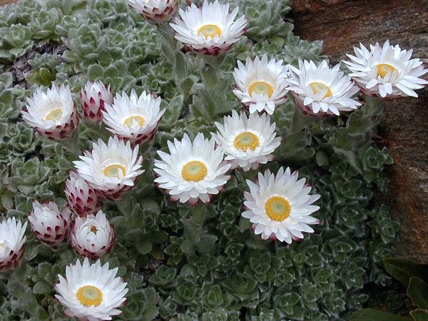 Milford everlasting (Helichrysum milfordiae)