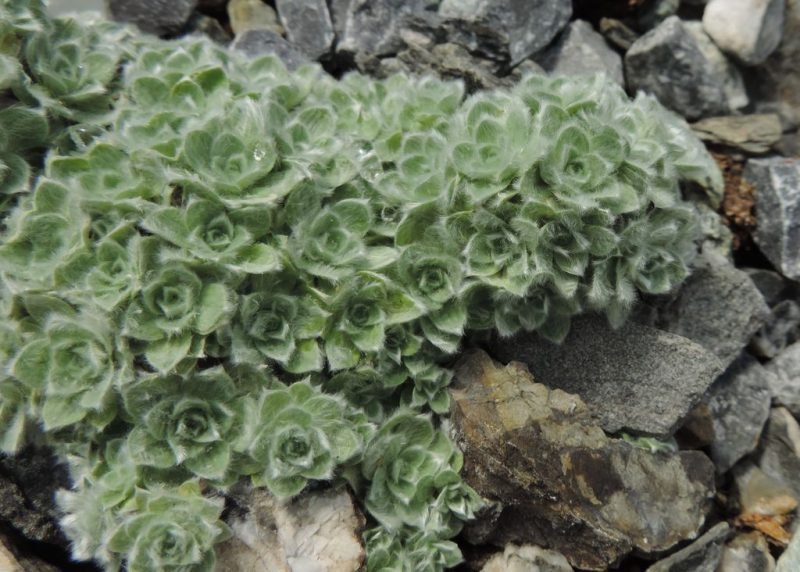 How to plant Milford everlasting (Helichrysum milfordiae)_1