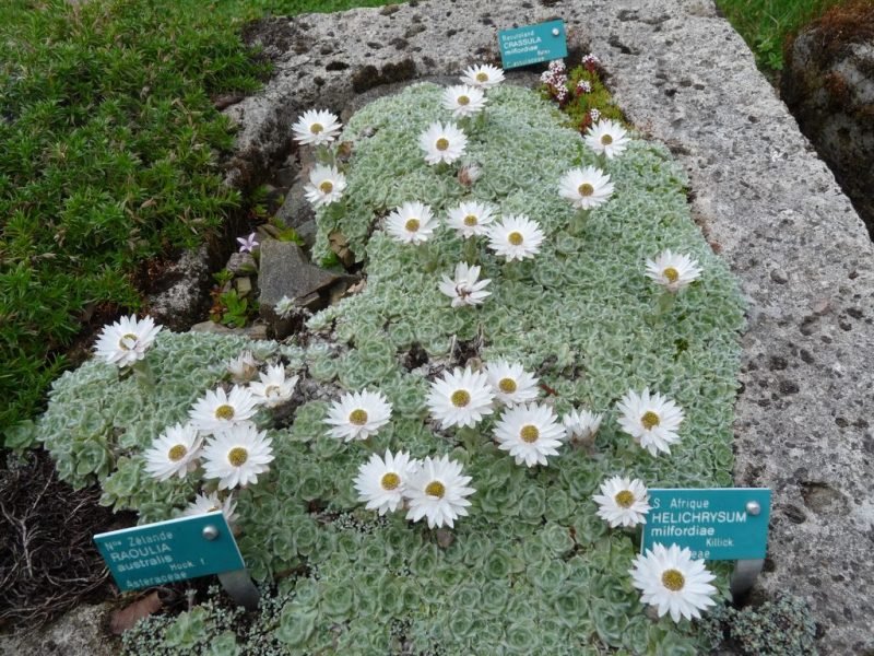 Where to plant Milford everlasting (Helichrysum milfordiae)_2