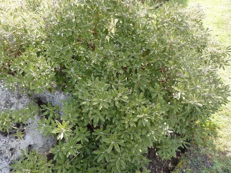 Monro's ragwort (Brachyglottis monroi)