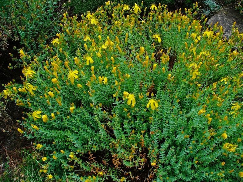 Mount Olympus St John's wort (Hypericum olympicum)