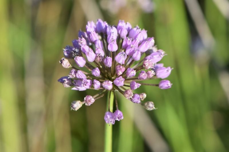 Mouse garlic (Allium angulosum)