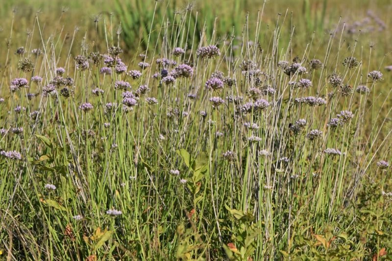 How to plant Mouse garlic (Allium angulosum)_1