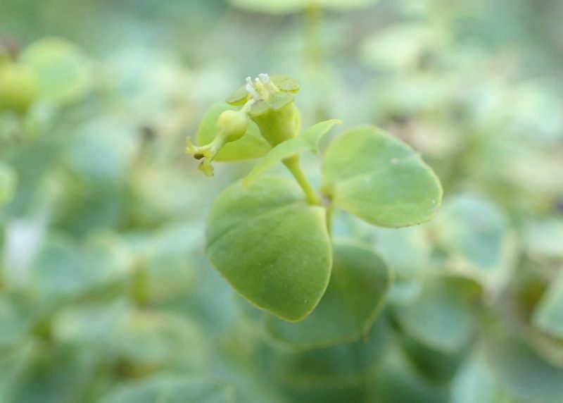 Nicaea Seguier's spurge (Euphorbia seguieriana subsp. niciciana)