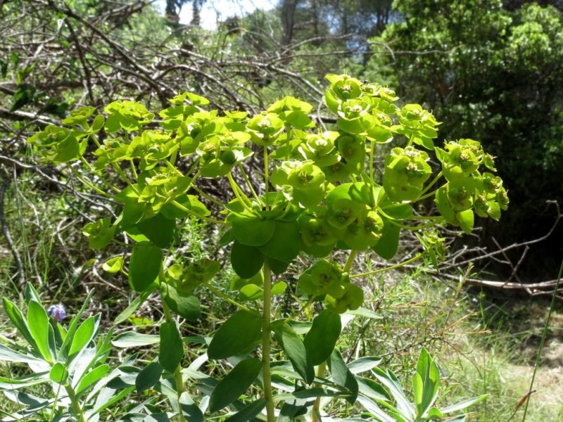 Nice spurge (Euphorbia nicaeensis)