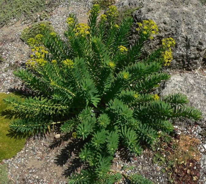 How to plant Nice spurge (Euphorbia nicaeensis)_1