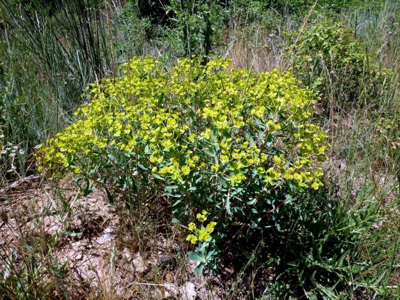 Where to plant Nice spurge (Euphorbia nicaeensis)_2