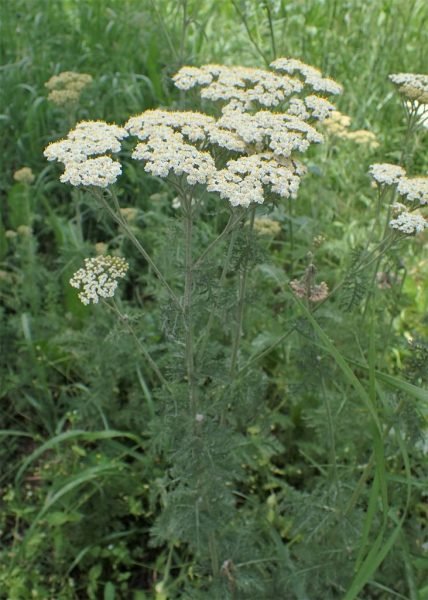 Noble yarrow (Achillea nobilis subsp. neilreichii)