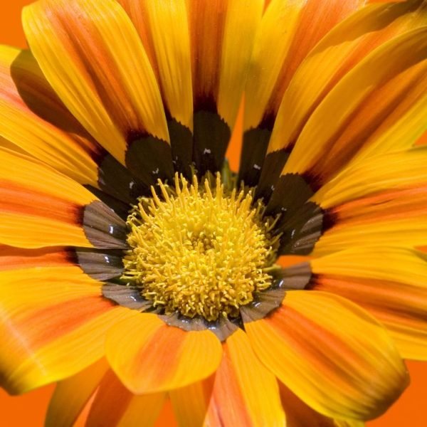 One-flowered treasure flower (Gazania rigens var. uniflora)