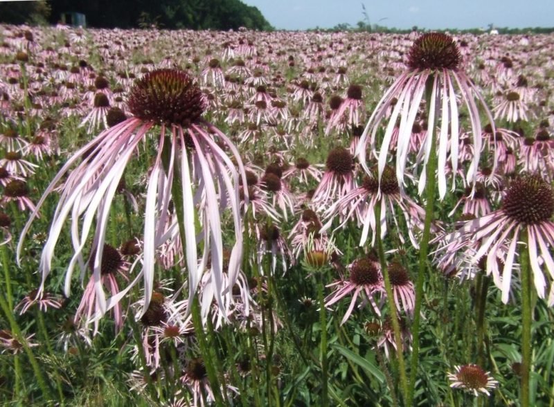 Pale purple coneflower (Echinacea pallida)