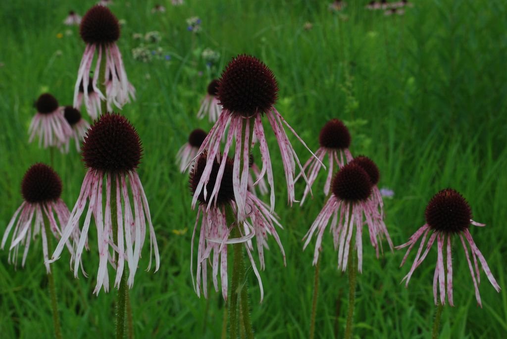 Pale purple coneflower (Echinacea pallida) growing guides