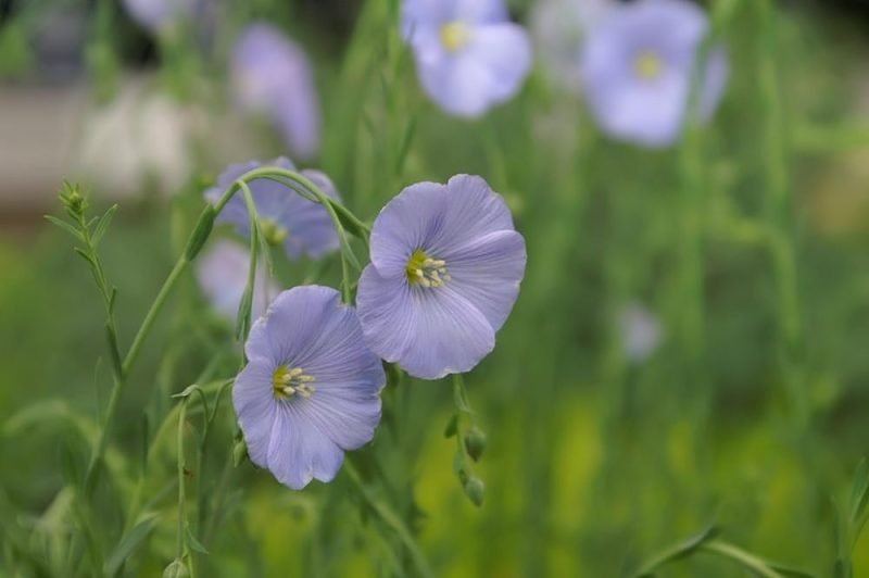 Perennial flax (Linum perenne)