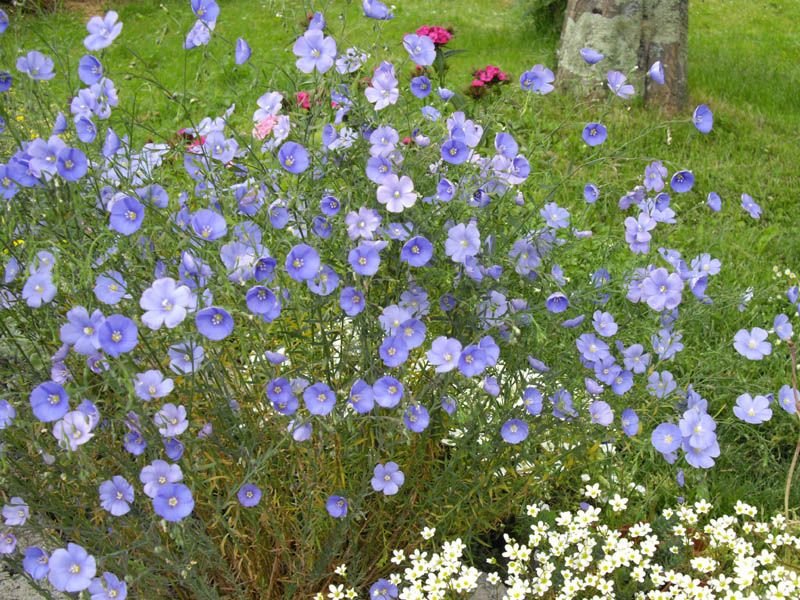 How to plant Perennial flax (Linum perenne)_1