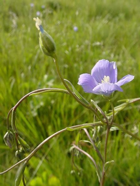Where to plant Perennial flax (Linum perenne)_2