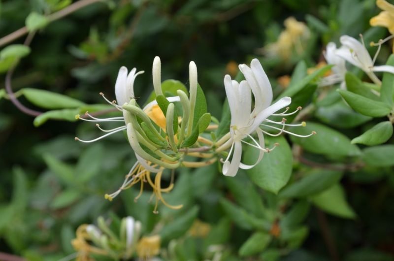 Perfoliate honeysuckle (Lonicera caprifolium)