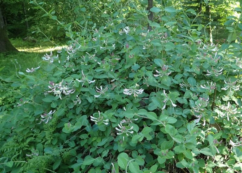 How to plant Perfoliate honeysuckle (Lonicera caprifolium)_1