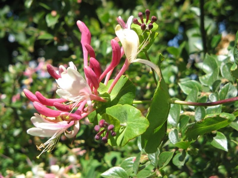 Where to plant Perfoliate honeysuckle (Lonicera caprifolium)_2