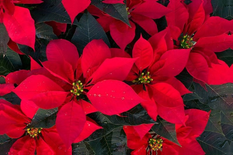 Poinsettia (Euphorbia pulcherrima)