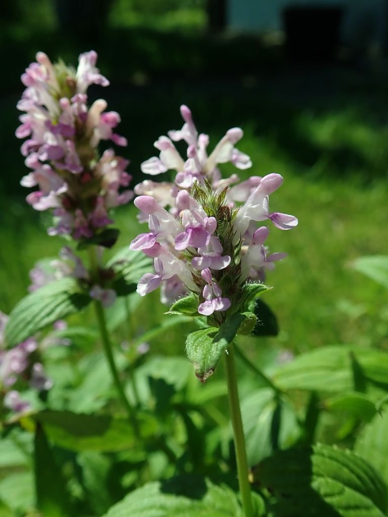 Prominently-veined catmint (Nepeta nervosa)
