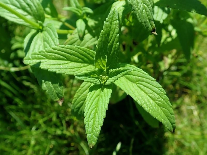 How to plant Prominently-veined catmint (Nepeta nervosa)_1