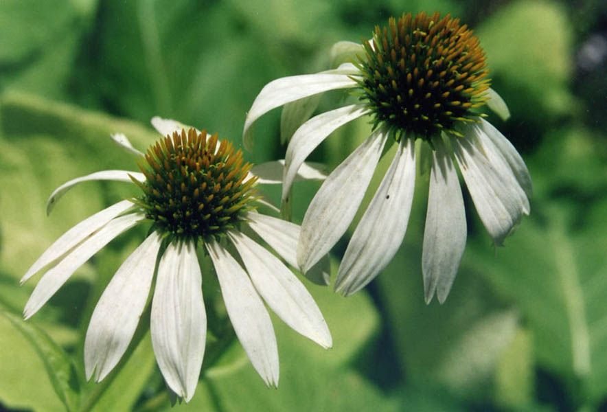 Purple coneflower 'Alba' (Echinacea purpurea 'Alba')