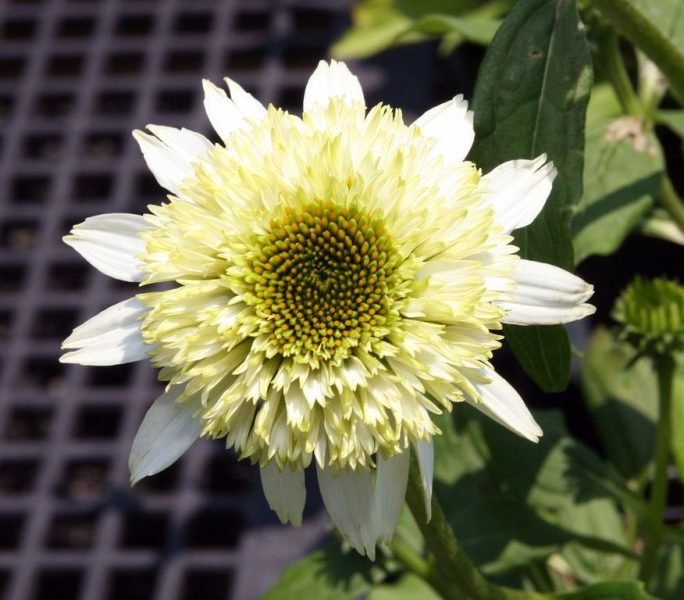 Purple coneflower 'Coconut Lime' (Echinacea purpurea 'Coconut Lime')