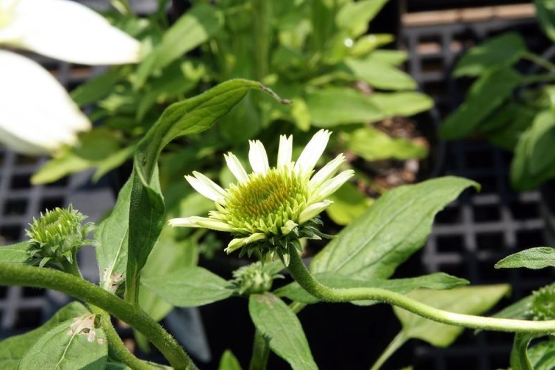 How to plant Purple coneflower 'Coconut Lime' (Echinacea purpurea 'Coconut Lime')_1