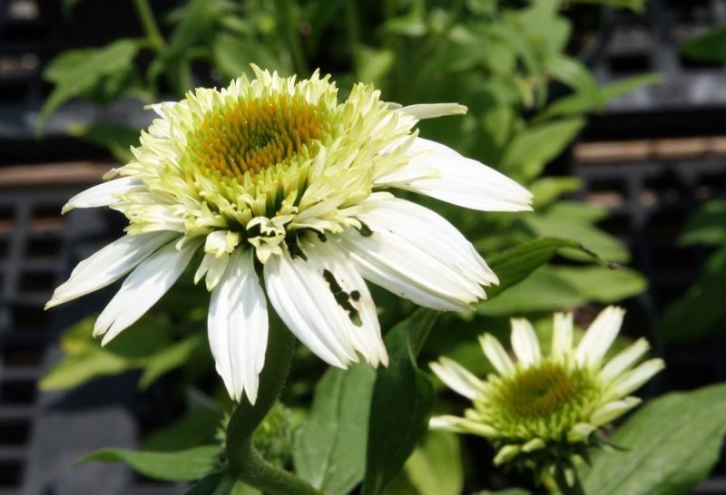 Where to plant Purple coneflower 'Coconut Lime' (Echinacea purpurea 'Coconut Lime')_2