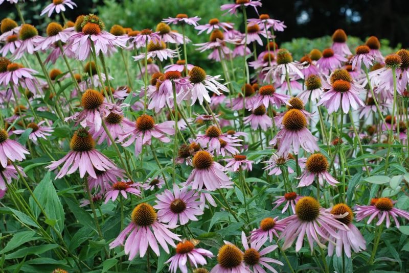 Purple coneflower (Echinacea purpurea)