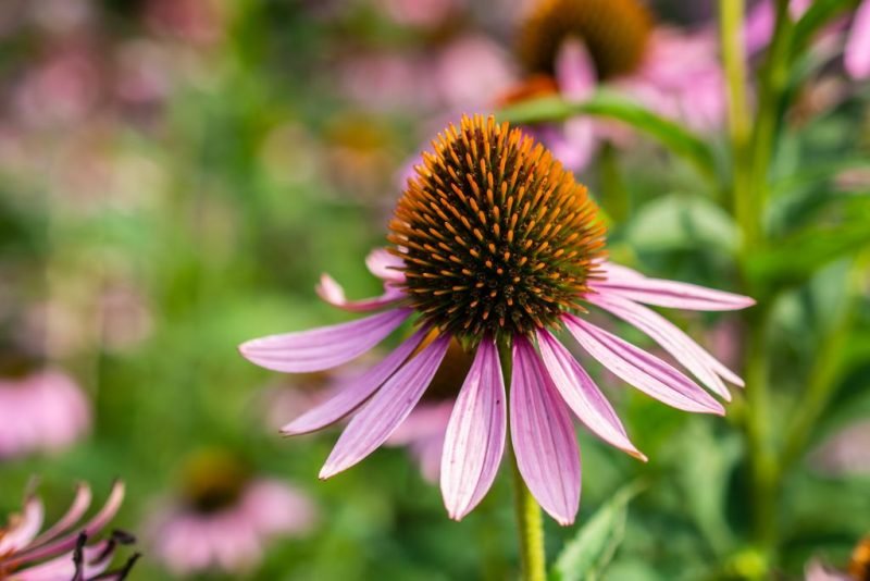 How to plant Purple coneflower (Echinacea purpurea)_1