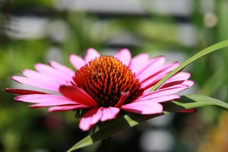 Purple coneflower 'Fatal Attraction' (Echinacea purpurea 'Fatal Attraction')