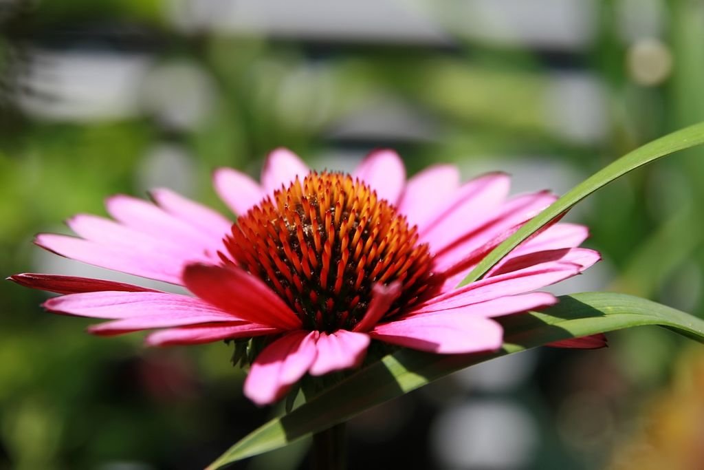 Purple coneflower 'Fatal Attraction' (Echinacea purpurea 'Fatal Attraction')