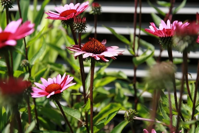 How to plant Purple coneflower 'Fatal Attraction' (Echinacea purpurea 'Fatal Attraction')_1