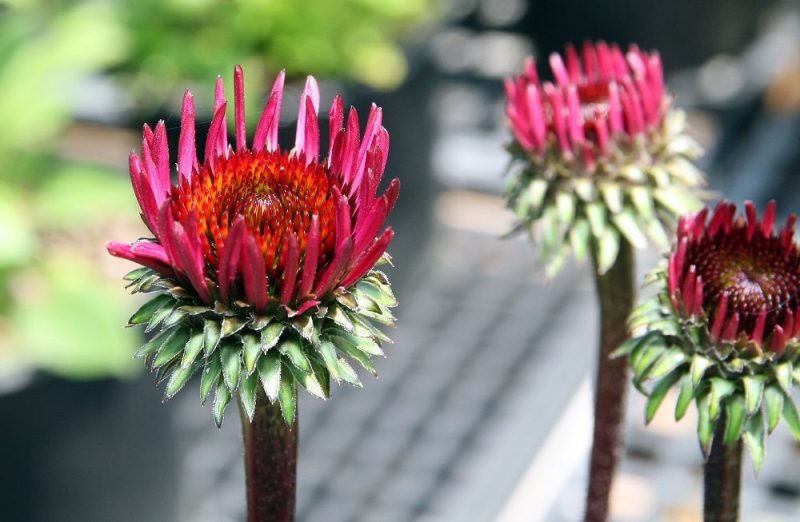 Where to plant Purple coneflower 'Fatal Attraction' (Echinacea purpurea 'Fatal Attraction')_2