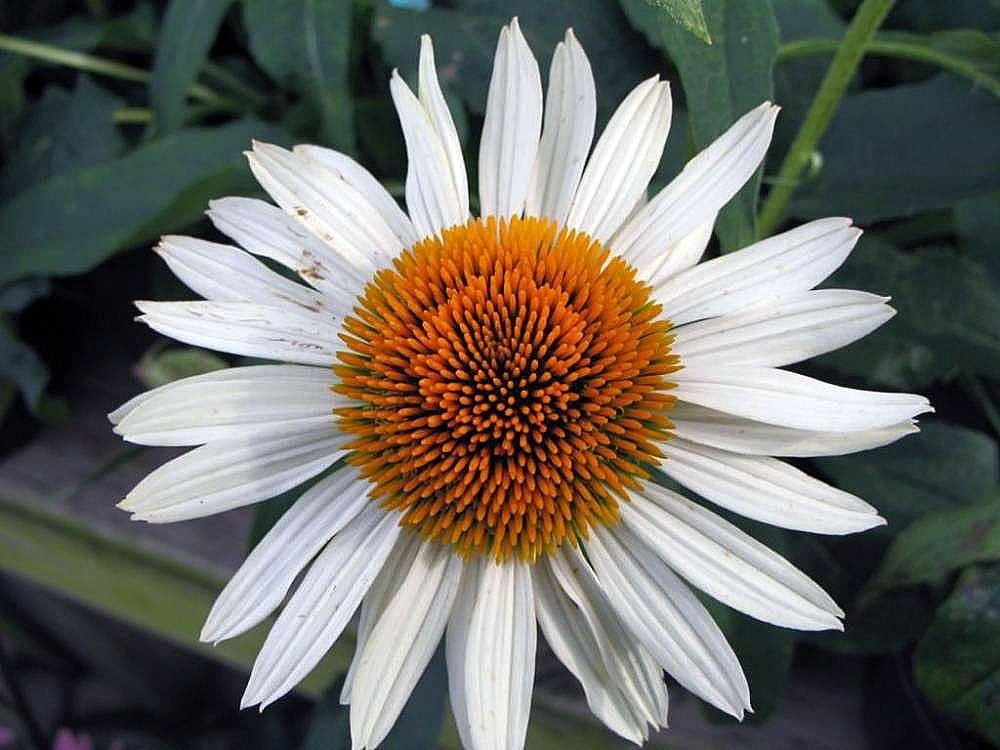 Purple coneflower 'Fragrant Angel' (Echinacea purpurea 'Fragrant Angel')