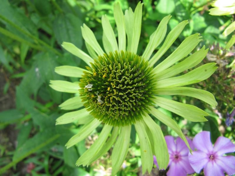 Purple coneflower 'Green Jewel' (Echinacea purpurea 'Green Jewel')