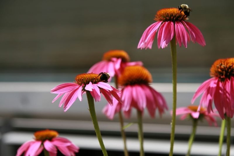 Purple coneflower 'Kim's Knee High' (Echinacea purpurea 'Kim's Knee High')