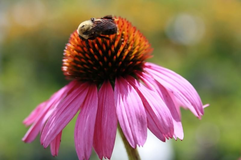 Purple coneflower 'Magnus' (Echinacea purpurea 'Magnus')