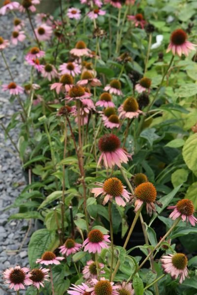 How to plant Purple coneflower 'Magnus' (Echinacea purpurea 'Magnus')_1