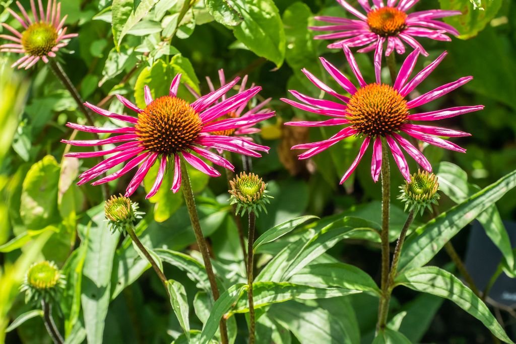Purple coneflower 'Pica Bella' (Echinacea purpurea 'Pica Bella')