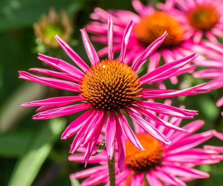 How to plant Purple coneflower 'Pica Bella' (Echinacea purpurea 'Pica Bella')_1