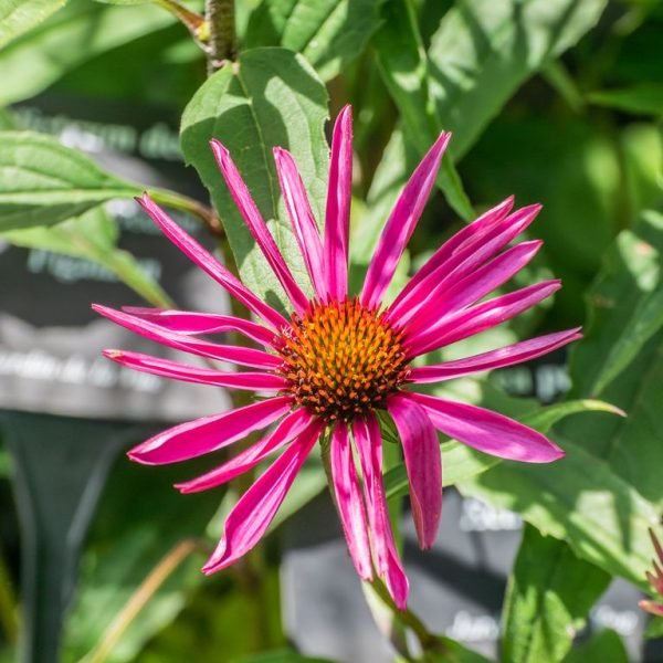 Where to plant Purple coneflower 'Pica Bella' (Echinacea purpurea 'Pica Bella')_2