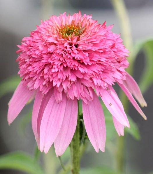 Purple coneflower 'Pink Double Delight' (Echinacea purpurea 'Pink Double Delight')